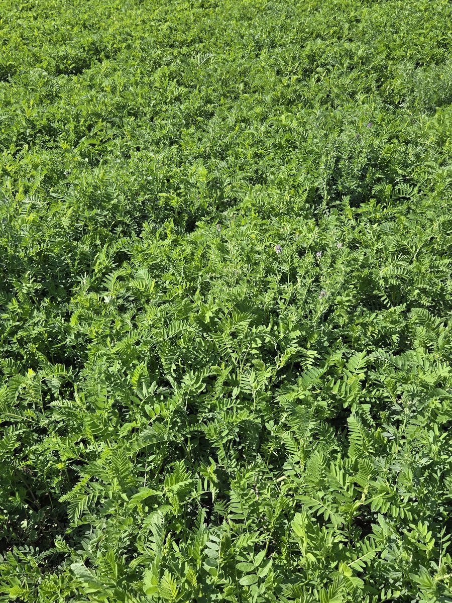 DrBart_Beef's tweet image. Great meeting with @pokhrelihp and Dr Terry #AAFCLethbridge #AppliedBeefForageResearch #Cicermilkvetch #Grazealfalfa #Bloatmitigation #Entericemissions #Soilhealth #PastureEconomics @AAFC_Canada @BeefResearch @SKAgriculture @agbiousask