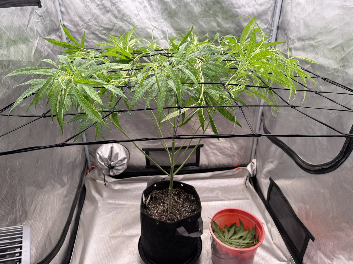 Princess Cletus prepped for week 7 flower tomorrow. 
Squirrel Tail from <a href="/Prempavee_com/">Prempavee.com</a> 
<a href="/NectarBeans/">Nectar Genetics</a> no intersex detected.