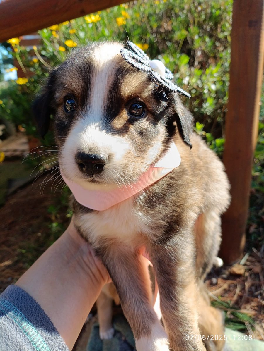 AnimalParaiso's tweet photo. Cachorritos hermosos en adopción, para fines de mes con segunda vacuna, cinco semanas de edad, serán de tamaño mediano a grandes.

Contacto al WhatsApp +56 9 8750 1375. #Valpo https://t.co/wMEAuyivK8