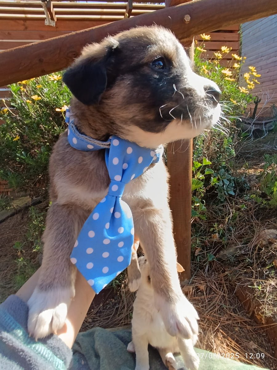 AnimalParaiso's tweet photo. Cachorritos hermosos en adopción, para fines de mes con segunda vacuna, cinco semanas de edad, serán de tamaño mediano a grandes.

Contacto al WhatsApp +56 9 8750 1375. #Valpo https://t.co/wMEAuyivK8
