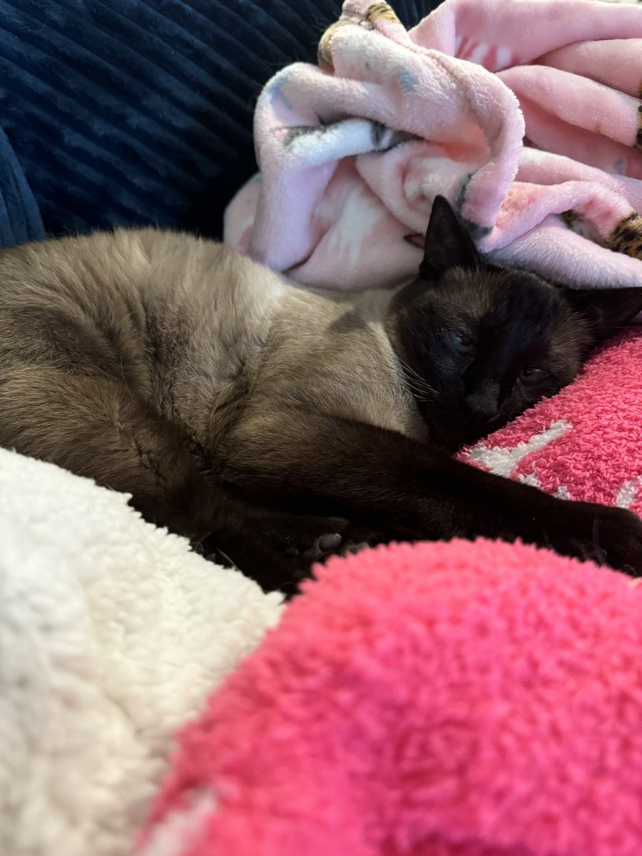 I did not give you life, but you gave mine a pulse, a heartbeat wrapped in fur, and a soul with small paws. You age before me, and I wish I could slow the clock. When the day comes that I have to let you go, know this, you’ll be a part of me always. Forever paw printed, and