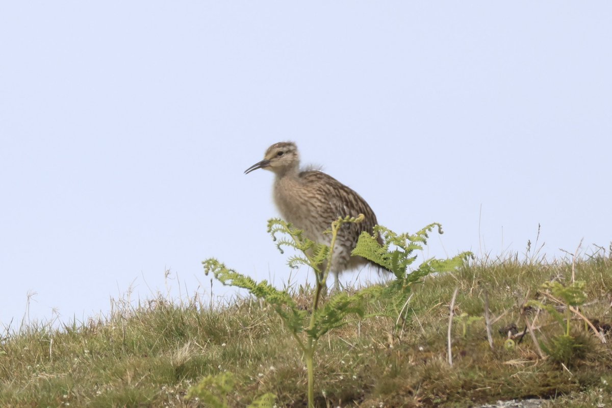 Ted (@littlebustards) on Twitter photo A juvenile curlew in North Yorkshire this afternoon.
@Teesbirds1
<a href="/teeswildlife/">Tees Wildlife</a>
<a href="/nybirdnews/">NorthYorksBirdNews</a>
@bbcspringwatch
@birdguides
@rspbengland
@natures_voice
#birdphotography #wildlifephotography #naturephotography #springwatch A juvenile curlew in North Yorkshire this afternoon.
@Teesbirds1
<a href="/teeswildlife/">Tees Wildlife</a>
<a href="/nybirdnews/">NorthYorksBirdNews</a>
@bbcspringwatch
@birdguides
@rspbengland
@natures_voice
#birdphotography #wildlifephotography #naturephotography #springwatch