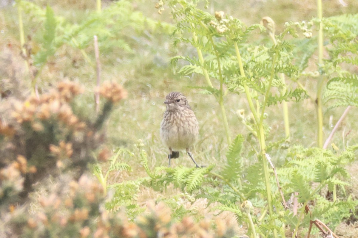 Ted (@littlebustards) on Twitter photo A juvenile stonechat in North Yorkshire this afternoon.
@Teesbirds1
<a href="/teeswildlife/">Tees Wildlife</a>
<a href="/nybirdnews/">NorthYorksBirdNews</a>
@bbcspringwatch
@birdguides
@rspbengland
@natures_voice
#birdphotography #wildlifephotography #naturephotography #springwatch A juvenile stonechat in North Yorkshire this afternoon.
@Teesbirds1
<a href="/teeswildlife/">Tees Wildlife</a>
<a href="/nybirdnews/">NorthYorksBirdNews</a>
@bbcspringwatch
@birdguides
@rspbengland
@natures_voice
#birdphotography #wildlifephotography #naturephotography #springwatch