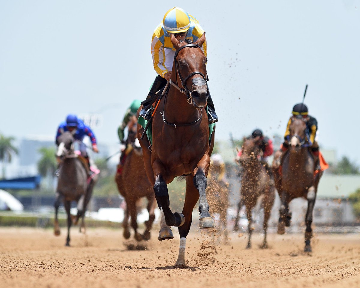 Gulfstream Park (@gulfstreampark) on Twitter photo Strategic Risk pulls away in the final stretch to deliver in the opener, ridden by <a href="/zayas_edgardo/">Edgardo Zayas</a>, trained by <a href="/markecasse/">Mark Casse</a>, and owned by John Oxley. #GulfstreamPark #RoyalPalmMeet Strategic Risk pulls away in the final stretch to deliver in the opener, ridden by <a href="/zayas_edgardo/">Edgardo Zayas</a>, trained by <a href="/markecasse/">Mark Casse</a>, and owned by John Oxley. #GulfstreamPark #RoyalPalmMeet