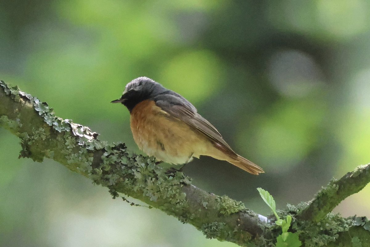 Ted (@littlebustards) on Twitter photo I went looking g for the WT eagle this afternoon, it didn’t appear when I was there but I did see my first ever redstart and willow warbler (no photo of the willow warbler)
@Teesbirds1
<a href="/teeswildlife/">Tees Wildlife</a>
<a href="/nybirdnews/">NorthYorksBirdNews</a>
@bbcspringwatch
@birdguides
@rspbengland
@natures_voice
#springwatch I went looking g for the WT eagle this afternoon, it didn’t appear when I was there but I did see my first ever redstart and willow warbler (no photo of the willow warbler)
@Teesbirds1
<a href="/teeswildlife/">Tees Wildlife</a>
<a href="/nybirdnews/">NorthYorksBirdNews</a>
@bbcspringwatch
@birdguides
@rspbengland
@natures_voice
#springwatch