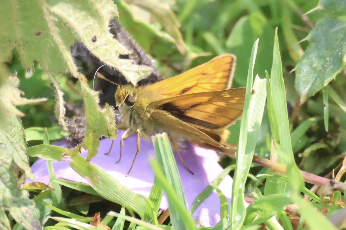 Ted (@littlebustards) on Twitter photo A large skipper butterfly in North Yorkshire this afternoon.
@Teesbirds1
<a href="/teeswildlife/">Tees Wildlife</a>
<a href="/nybirdnews/">NorthYorksBirdNews</a>
@bbcspringwatch
@birdguides
@rspbengland
@natures_voice
#wildlifephotography #naturephotography #springwatch A large skipper butterfly in North Yorkshire this afternoon.
@Teesbirds1
<a href="/teeswildlife/">Tees Wildlife</a>
<a href="/nybirdnews/">NorthYorksBirdNews</a>
@bbcspringwatch
@birdguides
@rspbengland
@natures_voice
#wildlifephotography #naturephotography #springwatch