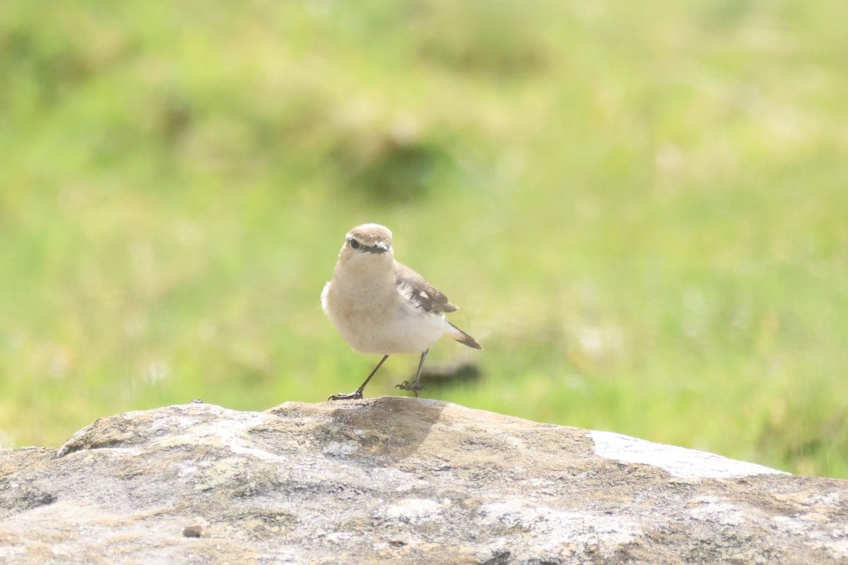 Ted (@littlebustards) on Twitter photo A female wheatear in North Yorkshire this afternoon.
@Teesbirds1
<a href="/teeswildlife/">Tees Wildlife</a>
<a href="/nybirdnews/">NorthYorksBirdNews</a>
@bbcspringwatch
@birdguides
@rspbengland
@natures_voice
#birdphotography #wildlifephotography #naturephotography #springwatch A female wheatear in North Yorkshire this afternoon.
@Teesbirds1
<a href="/teeswildlife/">Tees Wildlife</a>
<a href="/nybirdnews/">NorthYorksBirdNews</a>
@bbcspringwatch
@birdguides
@rspbengland
@natures_voice
#birdphotography #wildlifephotography #naturephotography #springwatch