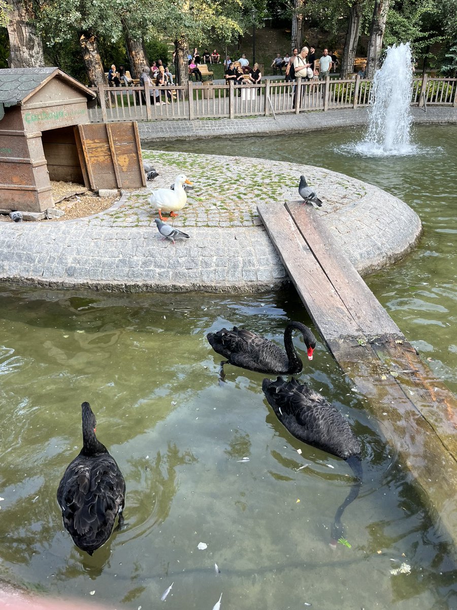 Bebek kugular kocaaman olmus