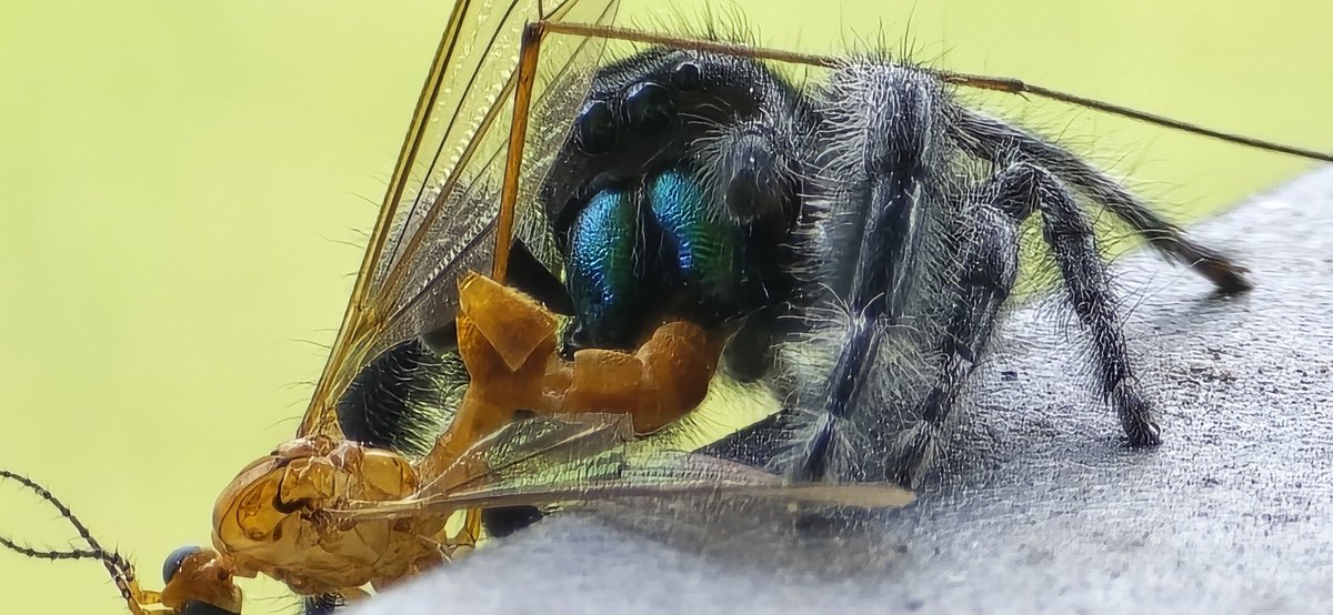 TylerFoust13's tweet image. Next time a pest control person tries to sell me their service, I am going to show them this pic I took and let them know that this guy does it cheaper.