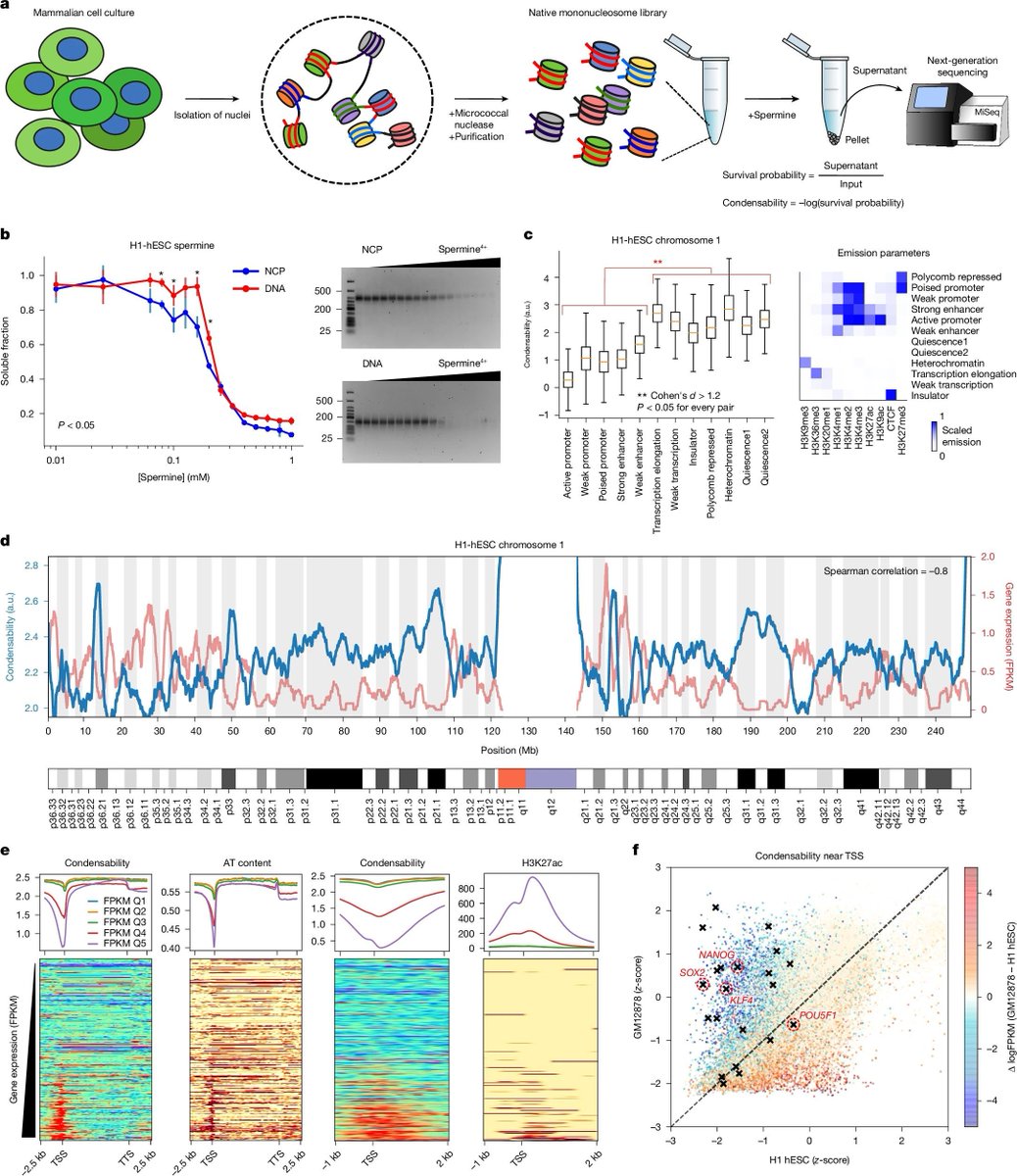 Native nucleosomes intrinsically encode genome organization principles. #Nucleosomes #GenomeArchitecture <a href="/Nature/">nature</a> 
nature.com/articles/s4158…