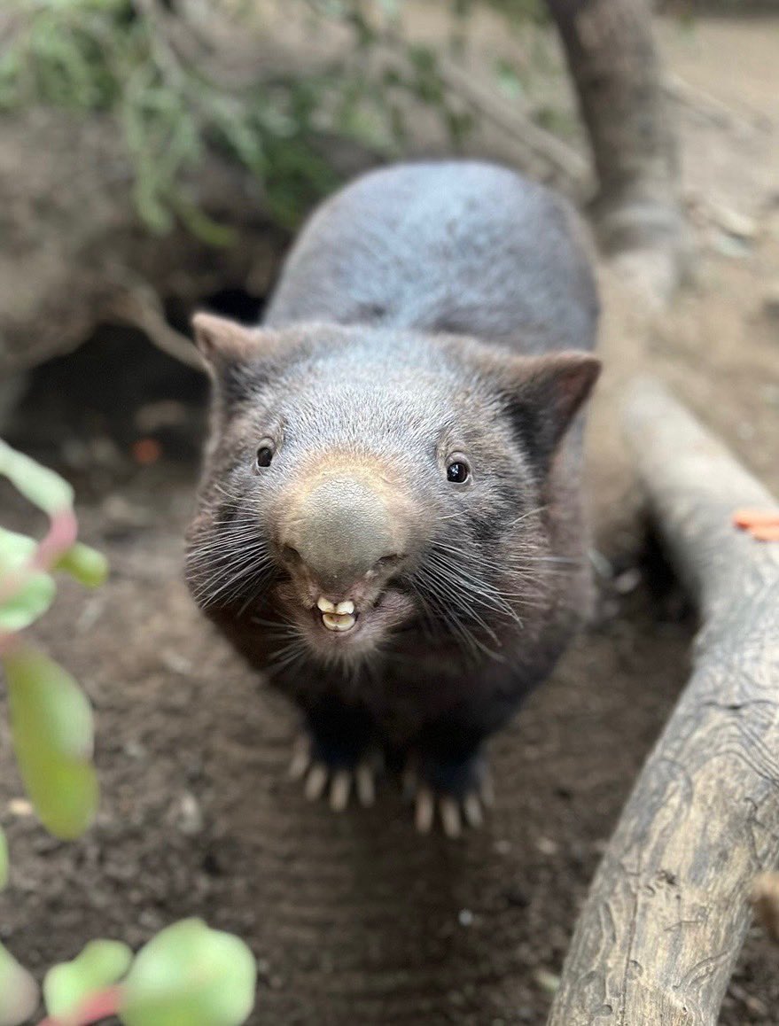 sandiegozoo's tweet photo. 😁 https://t.co/qyJqdDcHZ5