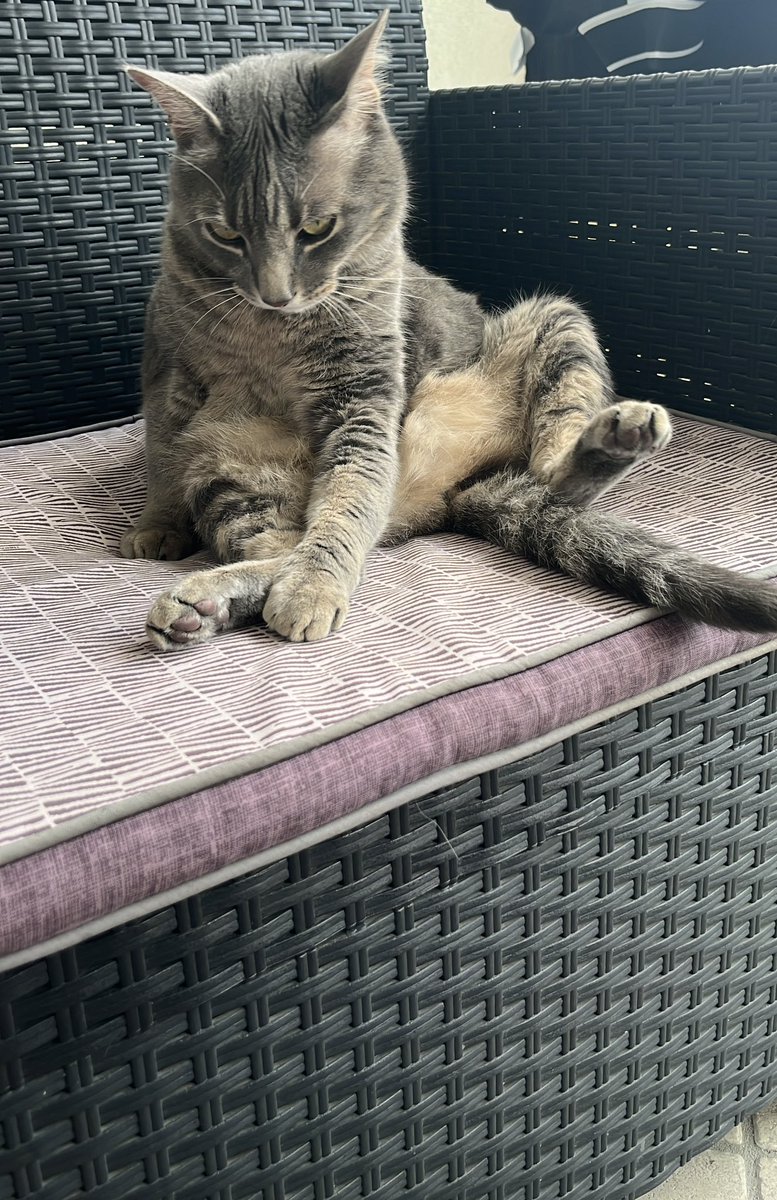 magdafaccioli's tweet photo. La piccola vedetta si stanca 🤣 https://t.co/HCvYabsSYl