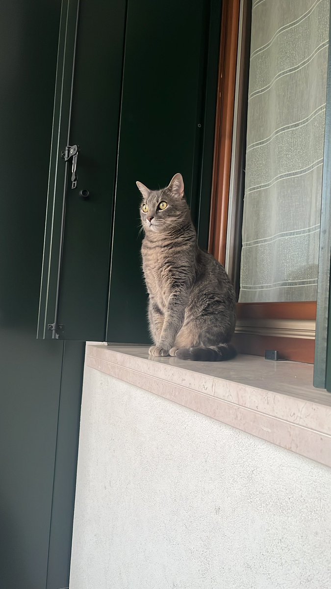 magdafaccioli's tweet photo. La piccola vedetta si stanca 🤣 https://t.co/HCvYabsSYl