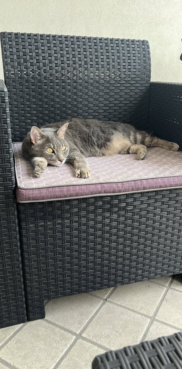 magdafaccioli's tweet photo. La piccola vedetta si stanca 🤣 https://t.co/HCvYabsSYl