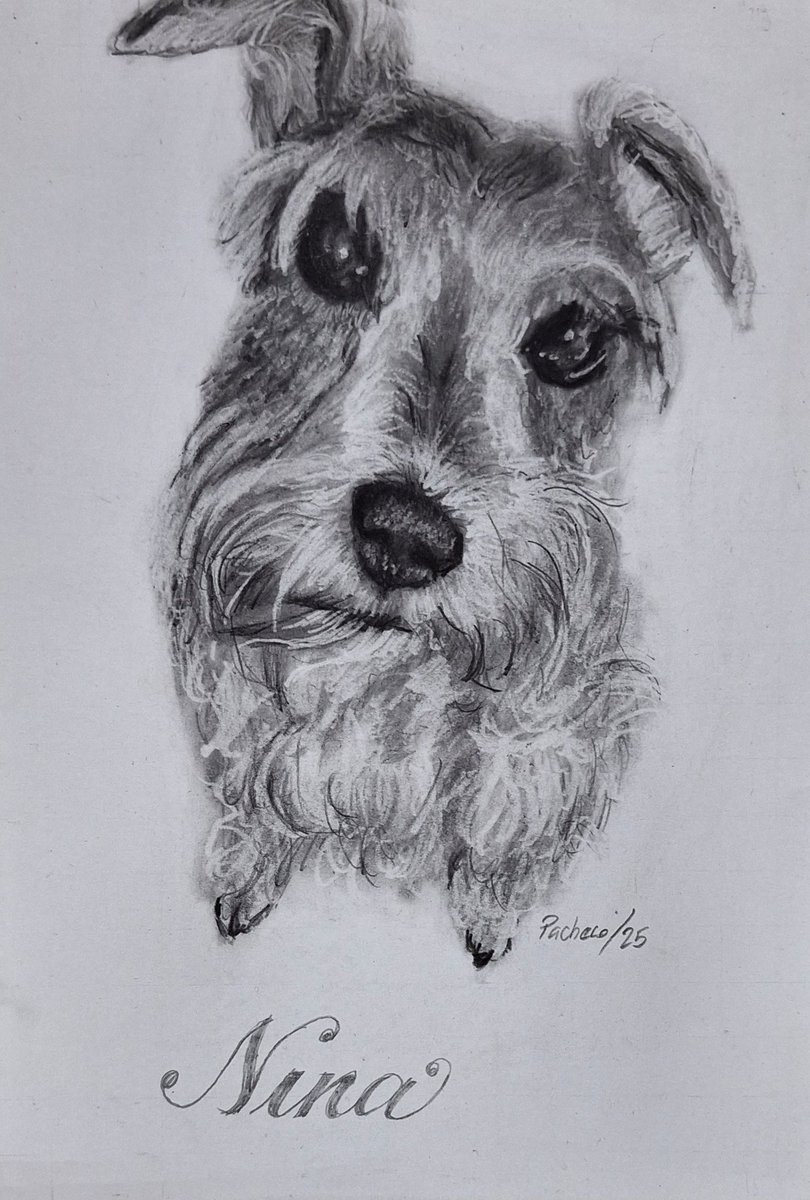 ignotopaciente's tweet photo. Serie perros 
Grafito y carboncillo sobre papel 
Comision https://t.co/dUdFgFpV2q