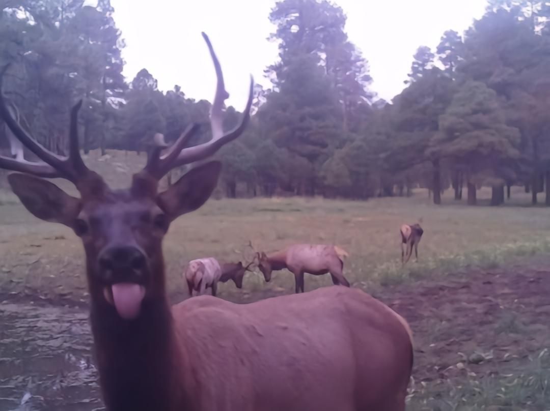 AMAZlNGNATURE's tweet image. trail-cam nose boops
