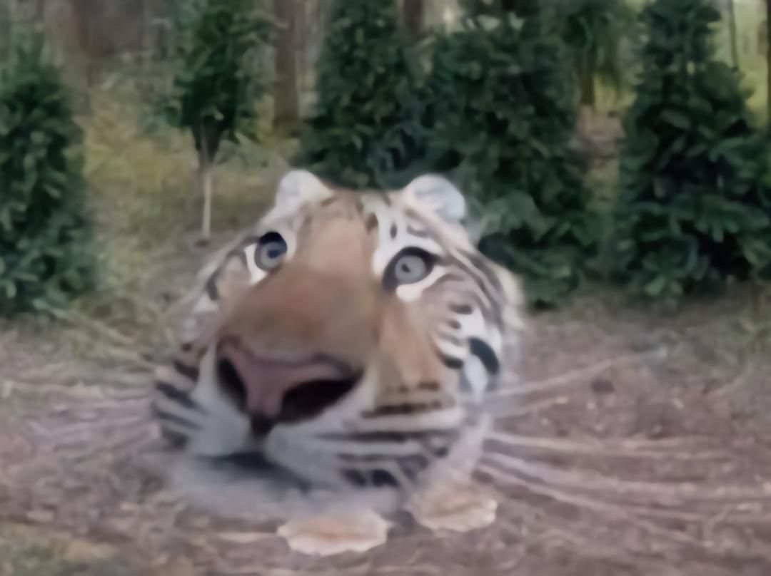 AMAZlNGNATURE's tweet image. trail-cam nose boops