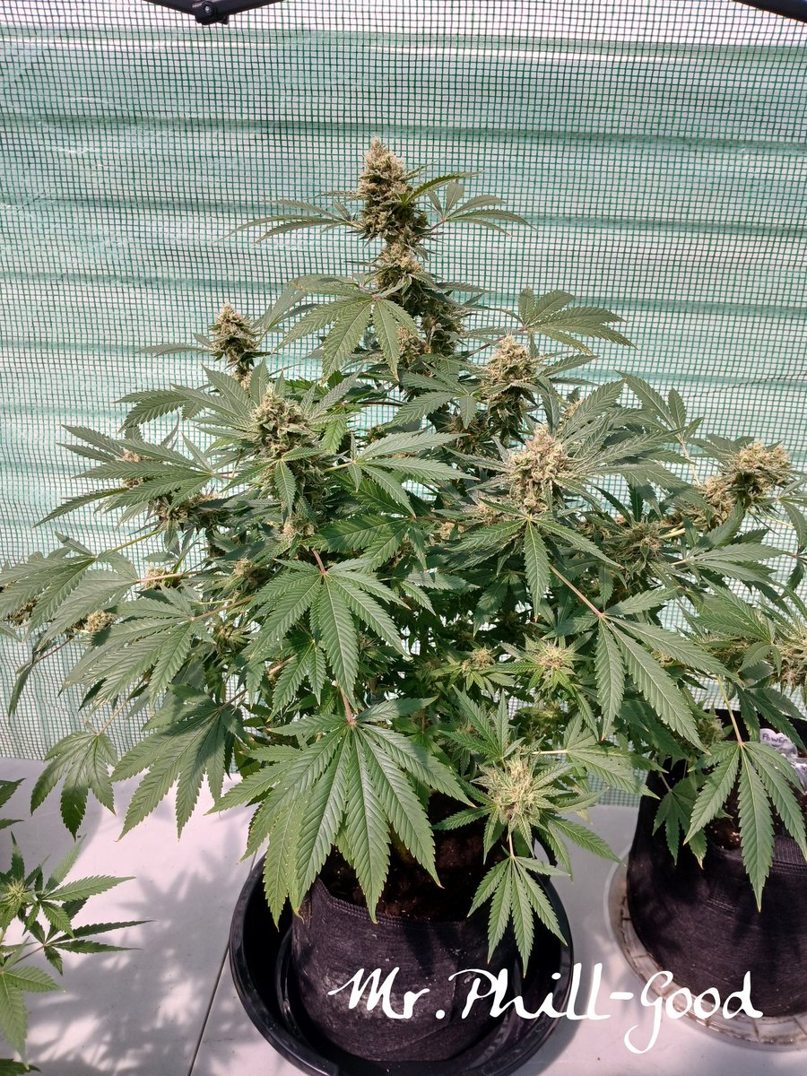 MrPhill_Good's tweet image. SPECIAL QUEEN 👸