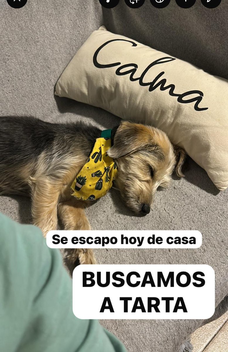 chantyaranas's tweet photo. Me ayudarían publicándola!! Hace 4 horas la estoy buscando tiene collar con chapa y pañuelo ( no sabe andar en la calle) https://t.co/f97HJl3rpQ