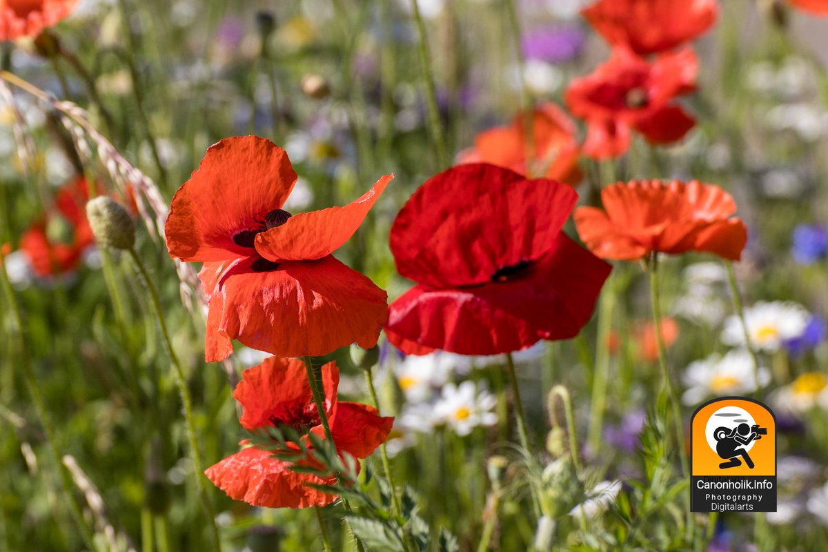 Grisu632's tweet photo. Mohnblumenliebe 🥰
#Mohnblumen #poppyflowers https://t.co/W5oC5D2rXy
