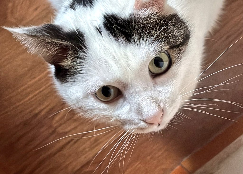 #Valencia

           Artai, bellisimo

Vive en una habitación, pero no es vida pobrete.

Es muy cariñoso, muy dócil, muy bonito, pero ha de ser gato único.

Tiene 5 añitos, es joven, con todo en regla (falta chip)

Cto :Silvia ☎️ 635127855