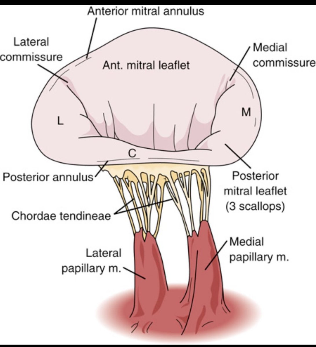 Ever wonder how your art works? Here is one component of the heart the mitral valve.
