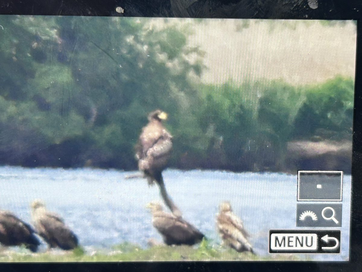 Well the end of a FANTASTIC trip here in Japan with <a href="/zootherabirding/">Nick Bray</a>   Top logistics and planning… especially the ‘twitch’ for the Steller’s Sea-Eagle yesterday…. Shame the boat trip didn’t get to go😢. Finished off with this cracker😍<a href="/marcbuzzard/">Marc Hughes</a> <a href="/AlanDaviesbirds/">Alan Davies</a>