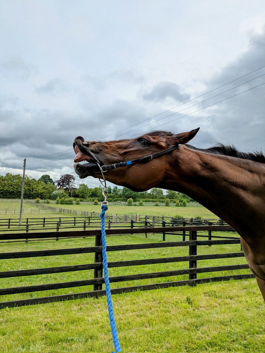 #HeyCrackers was looking pleased with himself this morning.
Not convinced if that was after showing us a nice piece of work with smart company... Or digging holes in the grass as a treat afterwards!! 🙄🫣🤣🏇🩵
Keep an eye out for his entries - Come along and get involved! 📞🏇