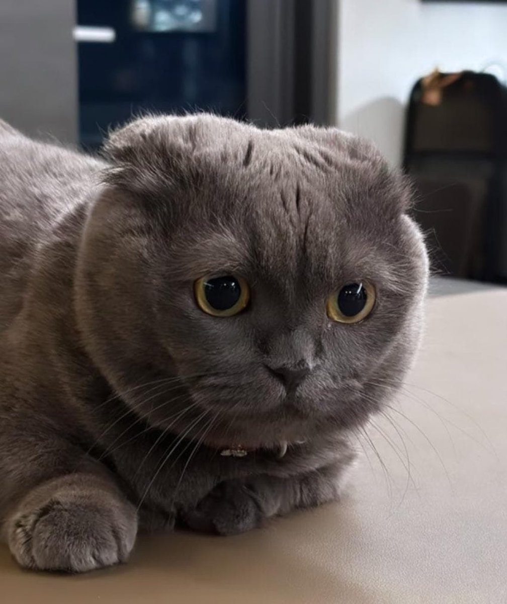 ジヨンがZOA🐱になっちゃったw