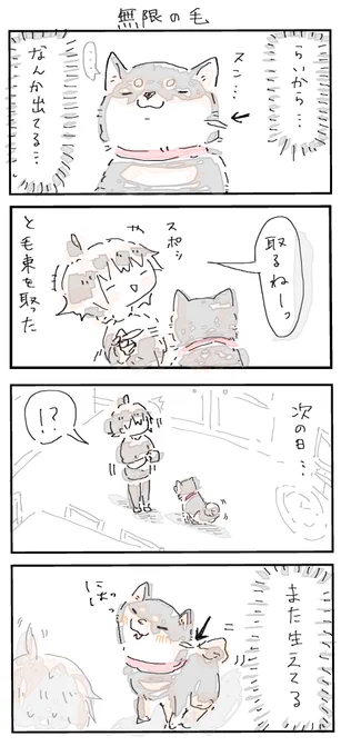 #4コマ漫画 #柴犬
無限の毛 
