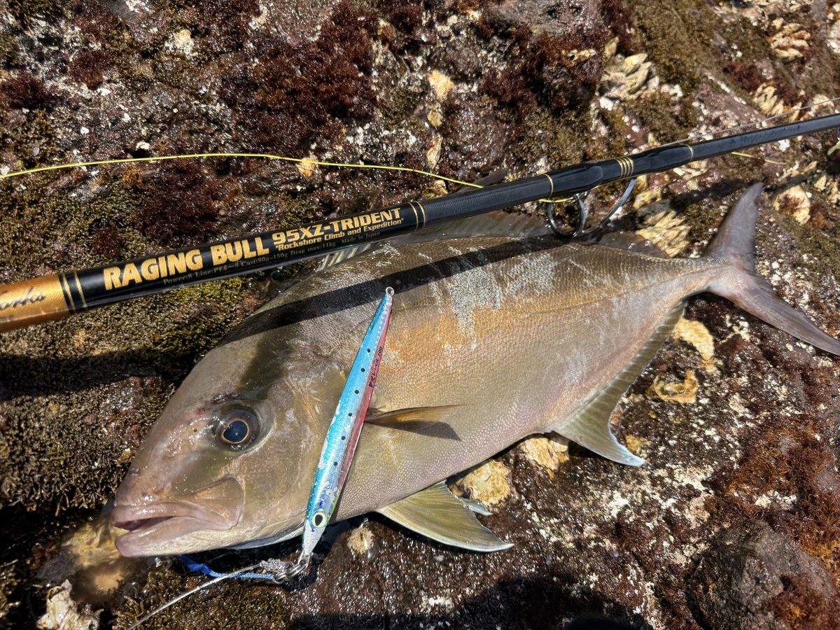 murachio's tweet image. カドラー200と撃投レベル100
PE8号リーダー180ポンドのGTタックルクラスで虐めてごめん