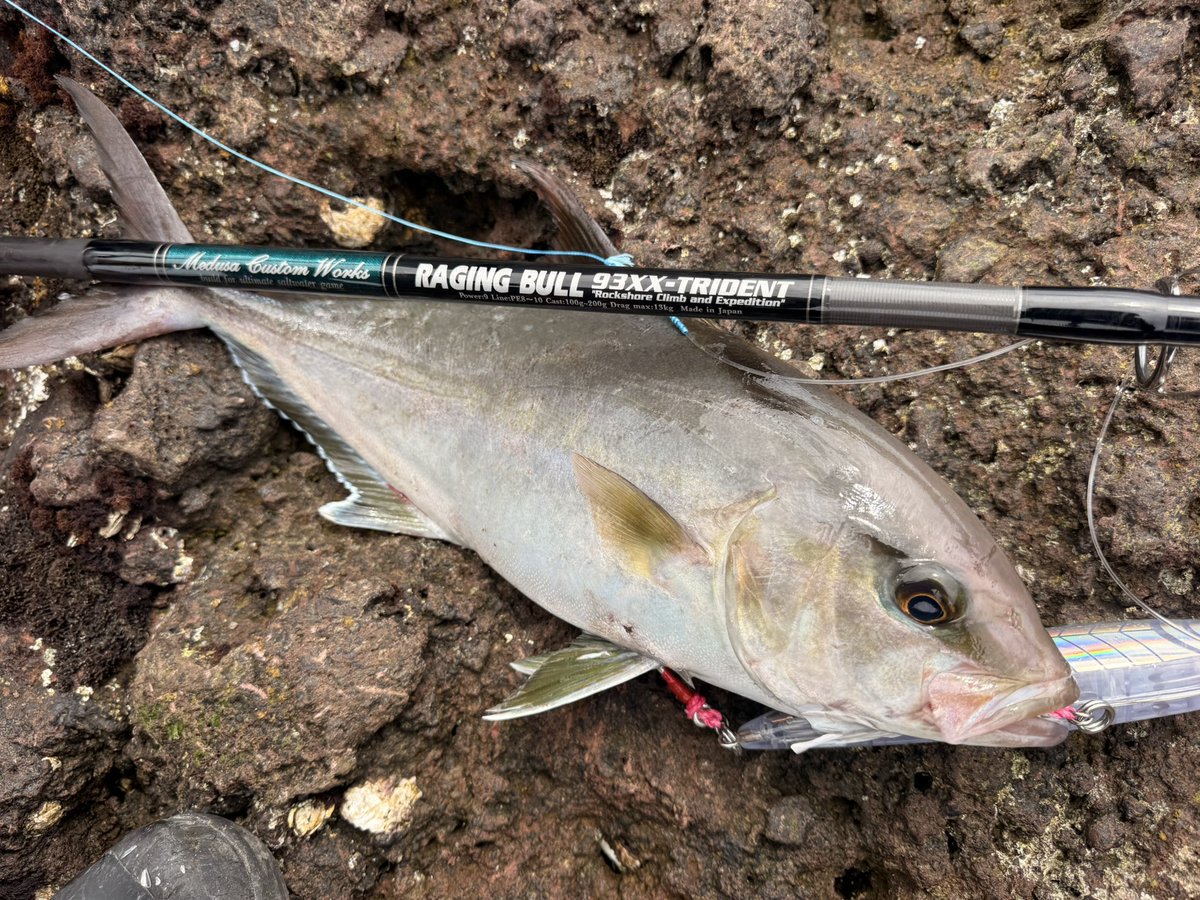 murachio's tweet image. カドラー200と撃投レベル100
PE8号リーダー180ポンドのGTタックルクラスで虐めてごめん