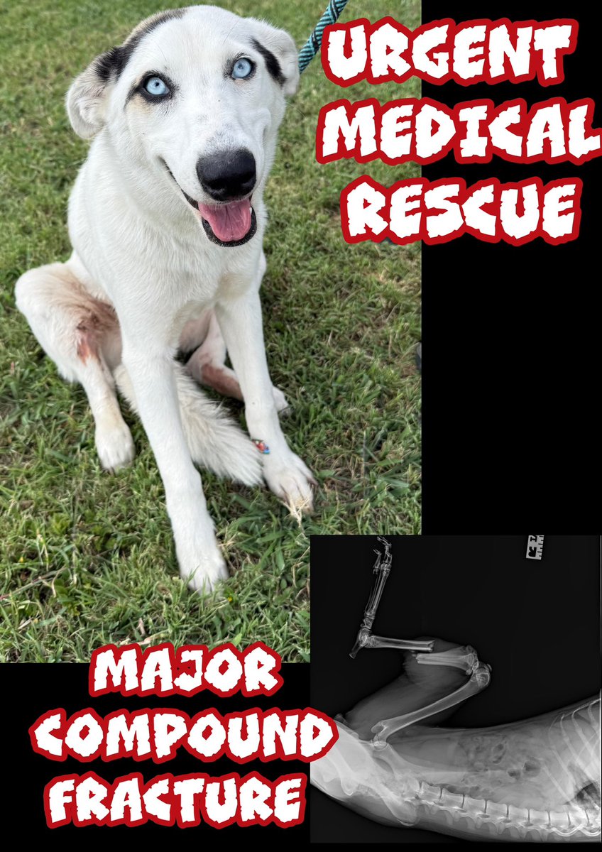 🆘911 MEDICAL EMERGENCY
IMMEDIATE rescue as if her condition deteriorates, shelter WILL KILL HER💔
🆘KENZIE is only 2
Very pretty COLLIE #A381967
BAD compound FRACTURE rear leg
Bone protrudes externally
She’s IN A LOT OF PAIN😭
🙏🏻Plz help #Pledge4Rescue
She needs surgery ASAP