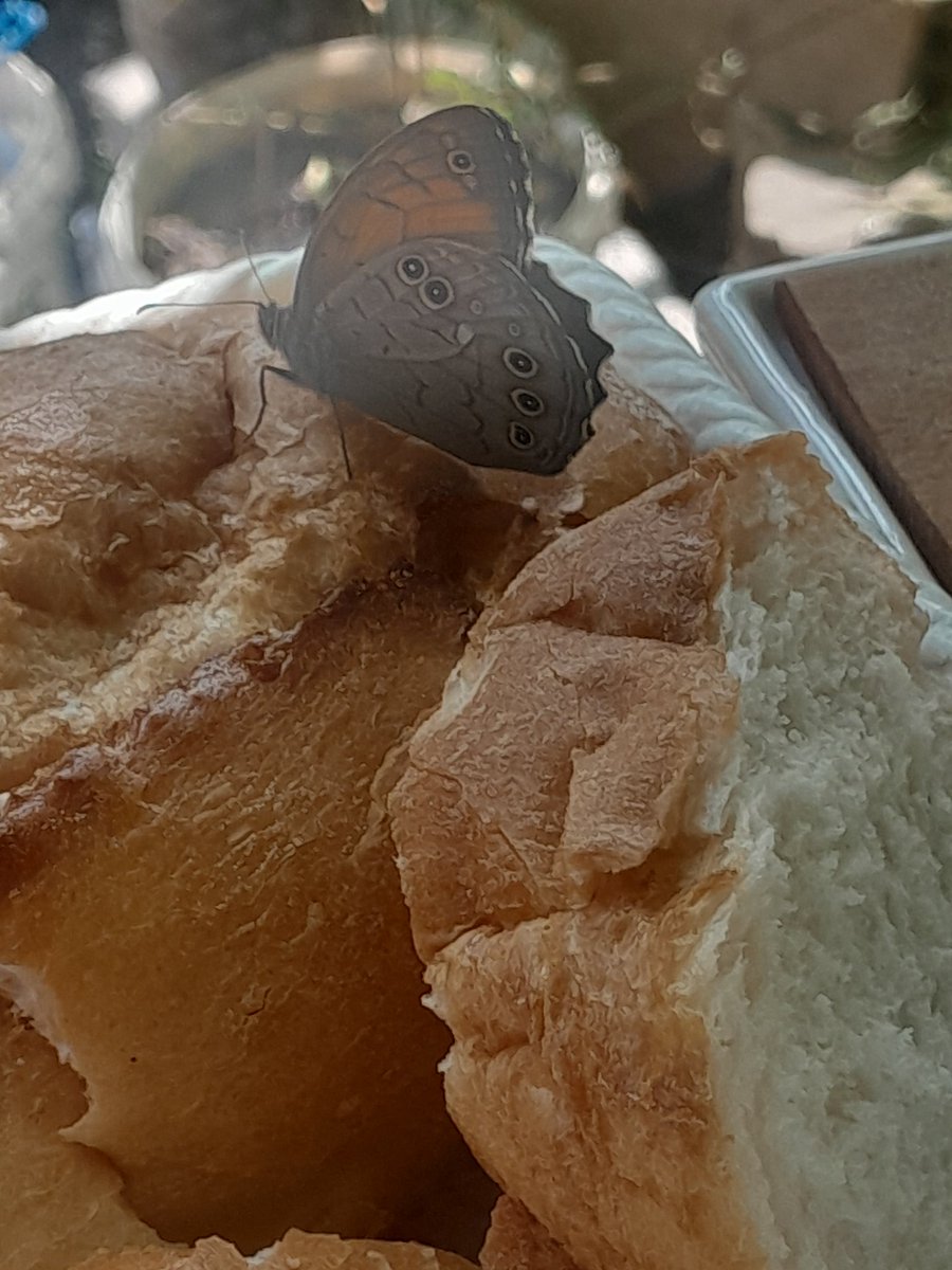 Bu güzellik ekmeğimize kondu. MaşAllah Rabbim ne güzel yaratmış. #kelebek #butterfly