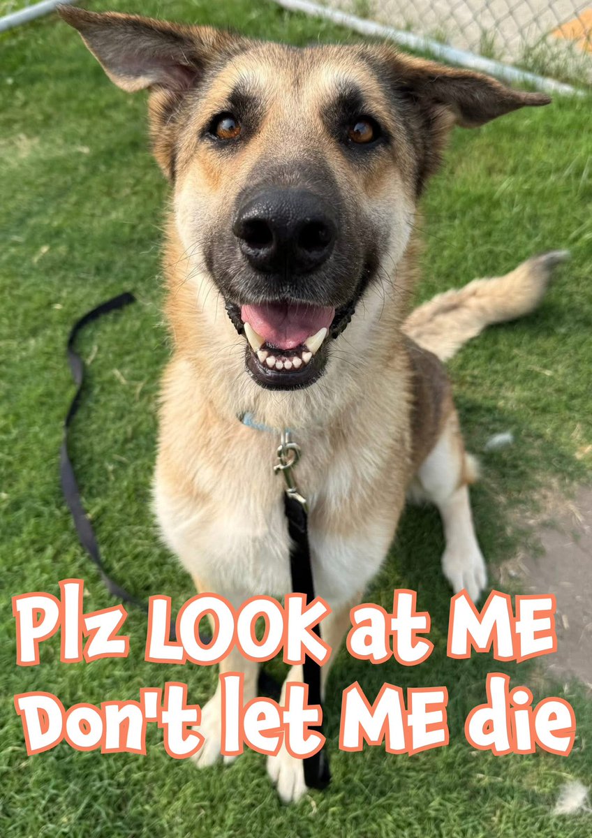 🆘THEODOSIA #A381315
DOESN’T WANT 2 WALK 2 HER DEATH….but she can be killed ANYTIME💔
Majestic bright-eyed girl
4yo GSD hides her breaking heart
Savvy girl, leash loving, just anxious in shelter, wary of o/dogs
Gentle girl, who wants 2 live
Plz help #Pledge4Rescue so she can she