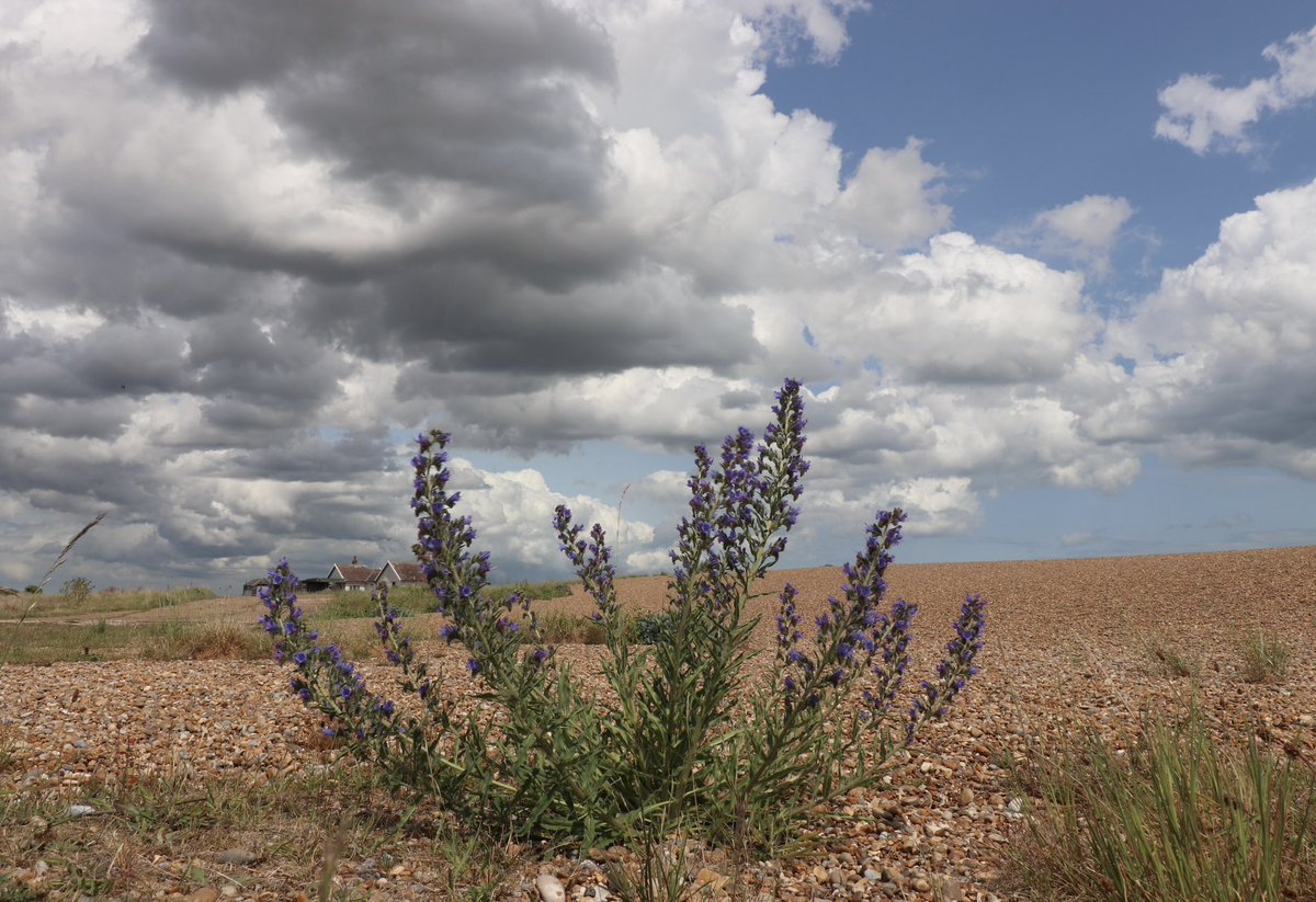 8irdz's tweet photo. Big sky at Shingle Street https://t.co/mRDMjjOpZ1