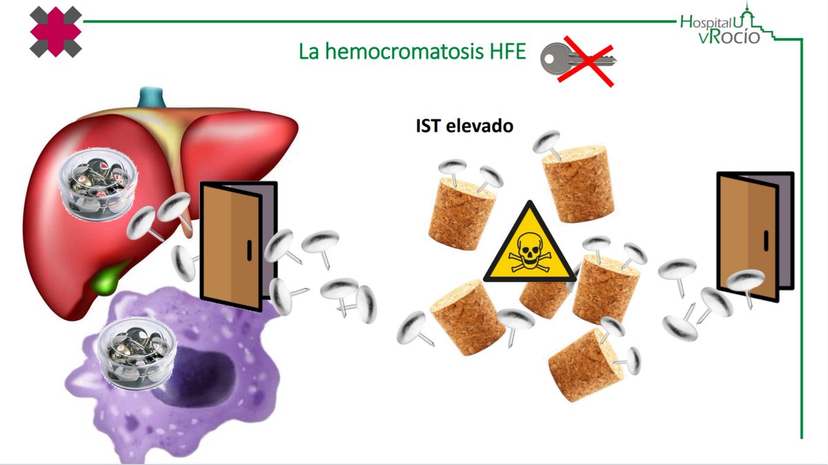 Salvador Payán-Pernía 🇵🇸 (@salvadorpayan) on Twitter photo Esta mañana he participado como ponente en la jornada de conmemoración de la #SemanaMundialHemocromatosis, organizada por <a href="/hemocromatosis_/">Asociación Española de Hemocromatosis</a>. Explicar a los pacientes la enfermedad de forma sencilla ha sido un reto muy motivador, con chinchetas, llaves y corchos. Esta mañana he participado como ponente en la jornada de conmemoración de la #SemanaMundialHemocromatosis, organizada por <a href="/hemocromatosis_/">Asociación Española de Hemocromatosis</a>. Explicar a los pacientes la enfermedad de forma sencilla ha sido un reto muy motivador, con chinchetas, llaves y corchos.