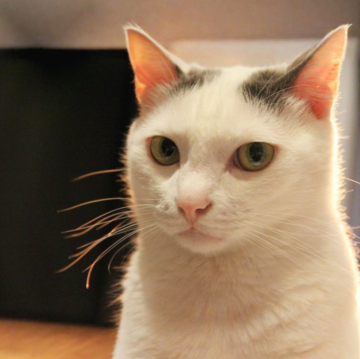 AnimalFW_TH's tweet image. ใครจะไปเชื่อเรื่องงมงายแบบนี้กัน ว่าแต่ถ้าใครอยากได้ภาพน้องไปตั้งวอลเปเปอร์ก็นี่เลยนะฮะ 😹😹😹