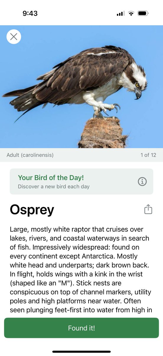 Lisa W (@msbehavior) on Twitter photo Oy <a href="/WillOspreay/">Will Ospreay • ウィル・オスプレイ</a>
I’m a bit of a bird nerd and try to find my bird of the day, but I’ve got a packed agenda today so I was hoping you could help me out with a selfie? Close enough 👀 🦅 Oy <a href="/WillOspreay/">Will Ospreay • ウィル・オスプレイ</a>
I’m a bit of a bird nerd and try to find my bird of the day, but I’ve got a packed agenda today so I was hoping you could help me out with a selfie? Close enough 👀 🦅