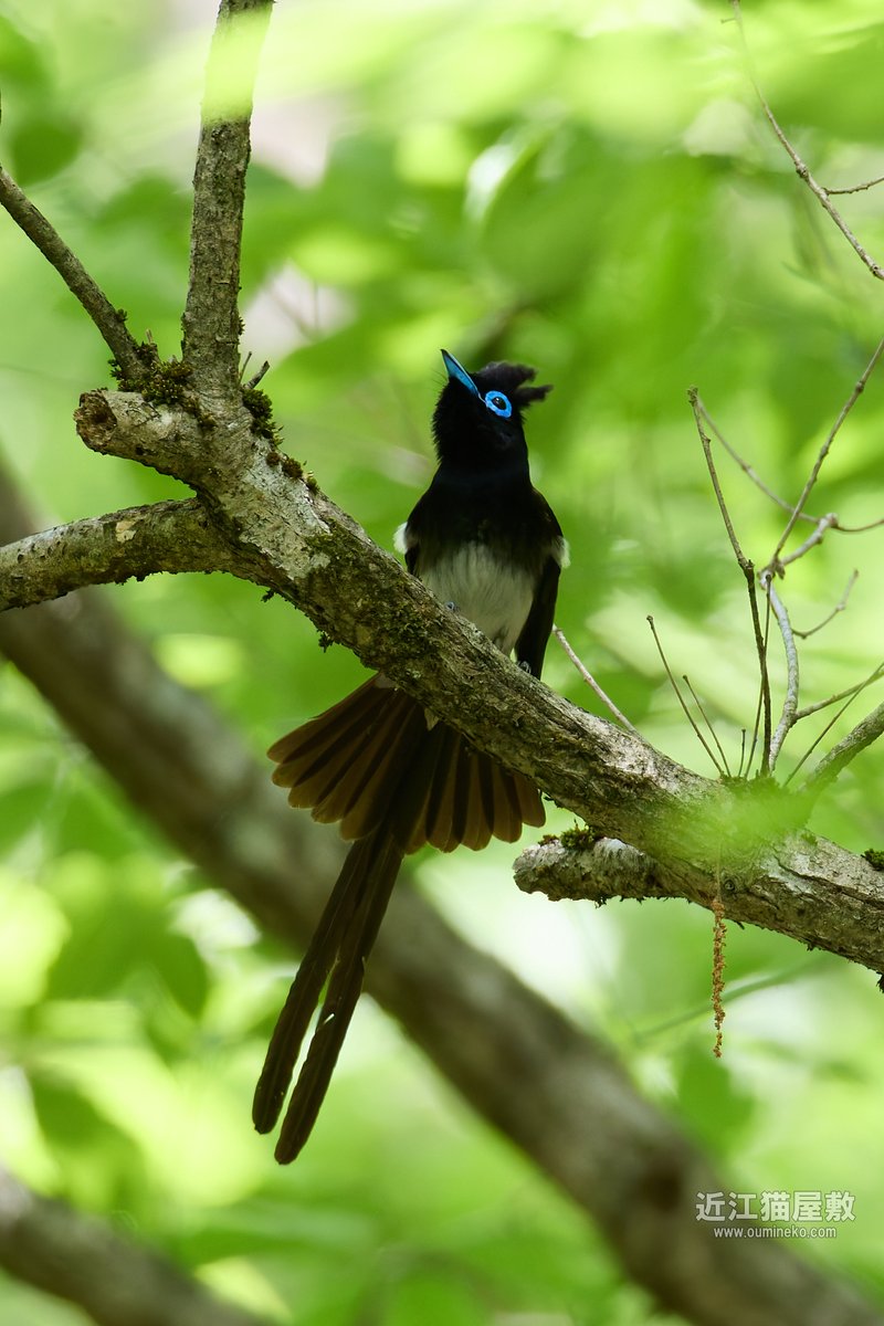 今日も今日とてホイホイホイ。 #野鳥観察 #野鳥撮影 #サンコウチョウ oumineko.com/archives/34492