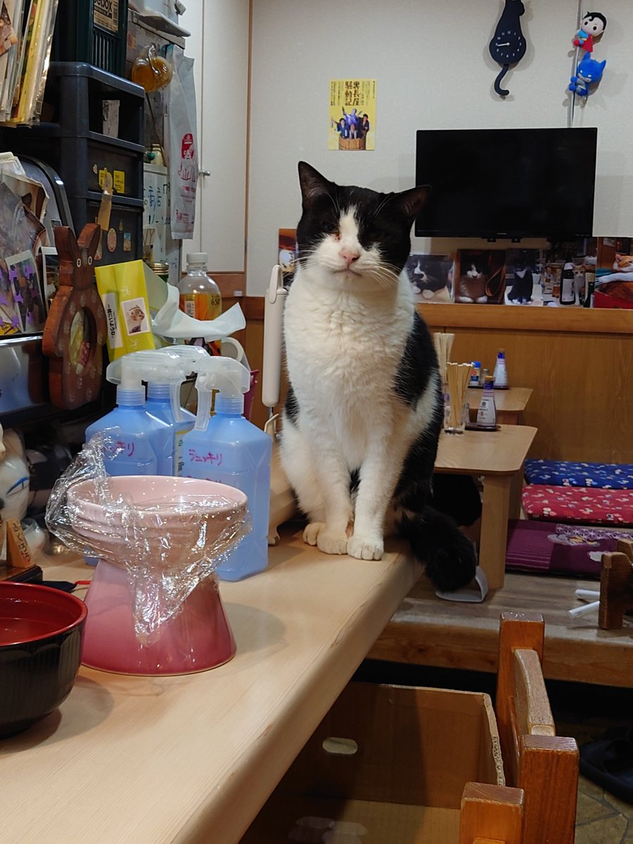 新橋の猫居酒屋で癒されましたわ、、