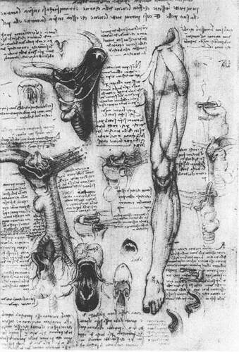 Anatomical studies (larynx and leg) #artbots #davinci