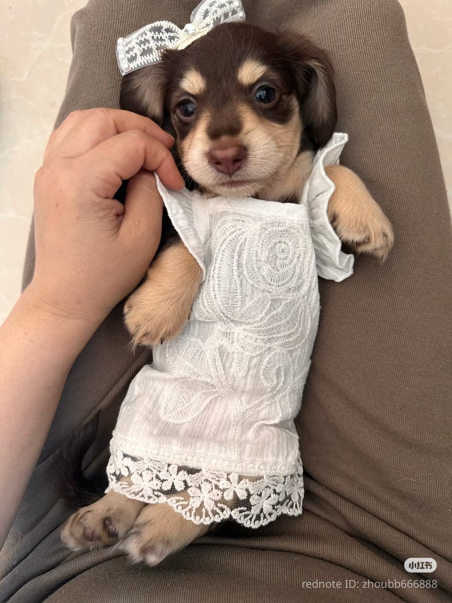 PostsOfDogs_'s tweet image. The female celebrity was very nervous for her first photoshoot.