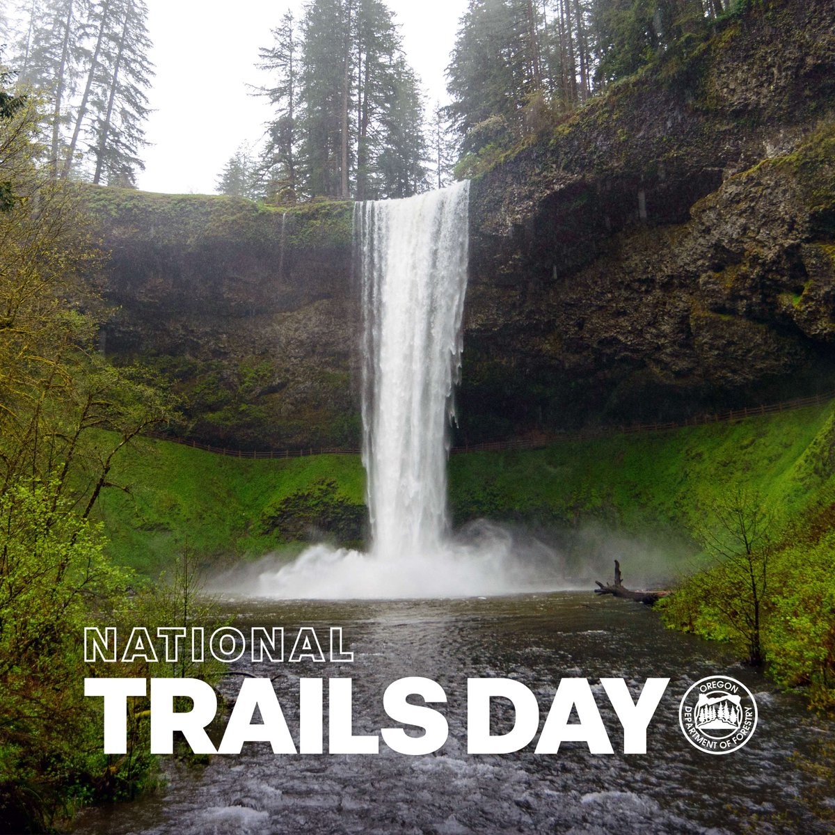 Happy National Trails Day! Join ODF at Silver Falls State Park today, where parking is free for Oregon State Parks Day. An urban forester will present on emerald ash borer from 10-3. State Parks Day has free events happening at parks across the state! stateparks.oregon.gov/index.cfm?do=v…