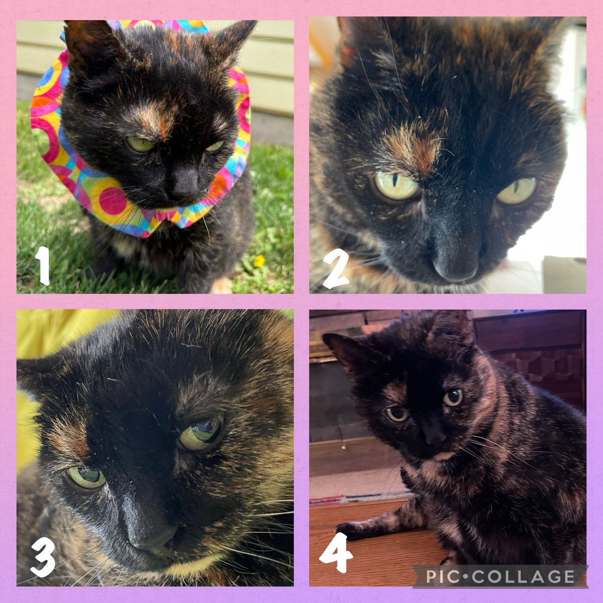 Things that made Mabel mad this week:
(1) Return of Bird Safe collar 
(2) Limited treat distribution 
(3) Nash
(4) Tape dispenser
#Caturday #CatsOfX #CatsOnTwitter