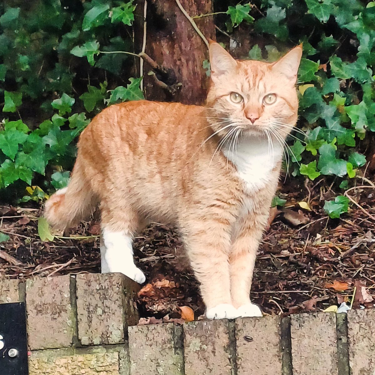 Just made a new friend. #caturday