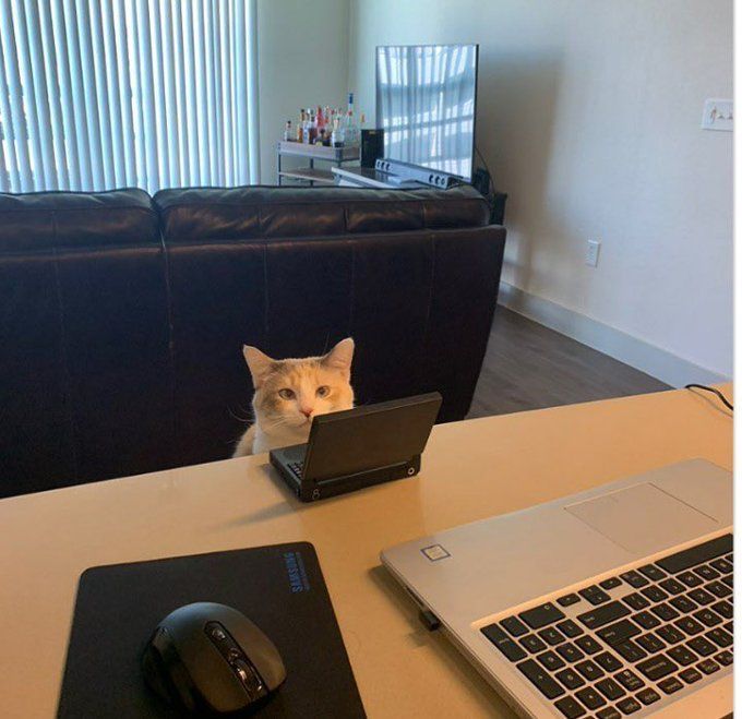 Caption this with a Linux command😅