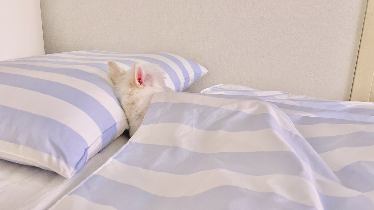 내가 제일 좋아하는 백설이 사진. 작년 여름.