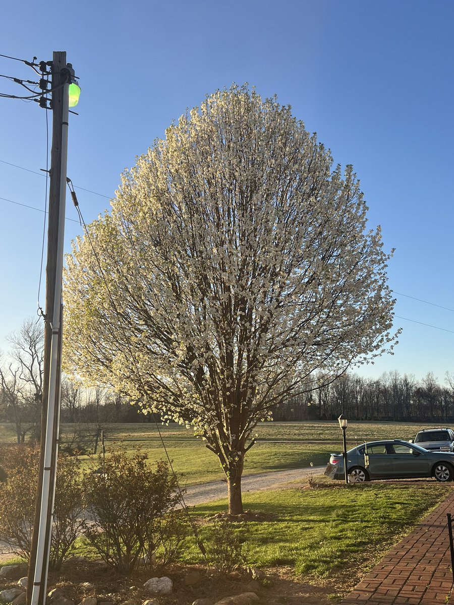 cloverdale2013's tweet image. Just a reminder that Mother Nature always wins…you go from a
Standing tree to this…and it plans your next day! Reminder that things can change from one moment to the next…so enjoy them!