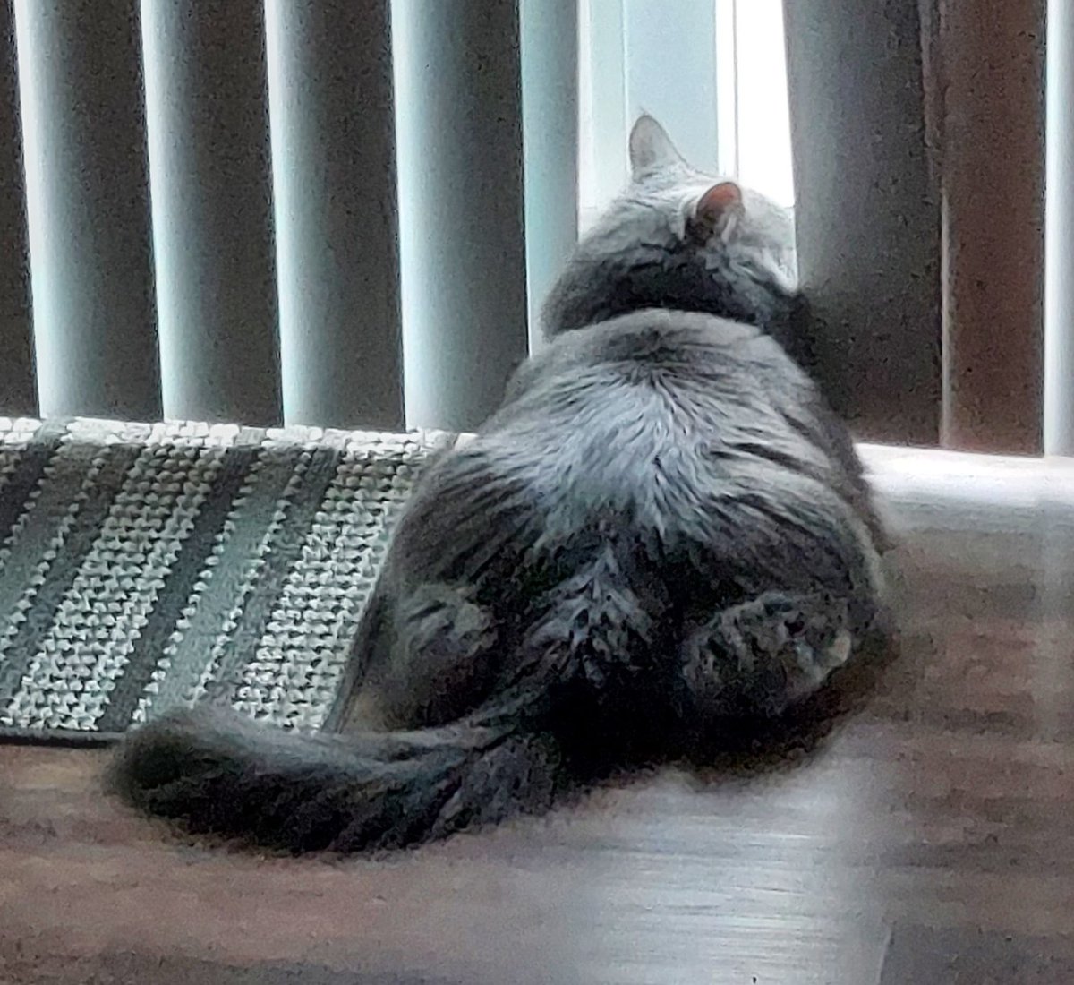 Sploot!    #Caturday #CatsofTwittter